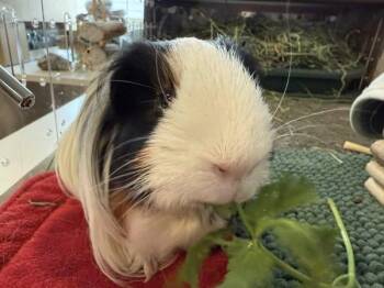 Rescue Silkie Sheltie Guinea Pigs for Adoption in Wellington, Colorado - Fabio | PetCurious